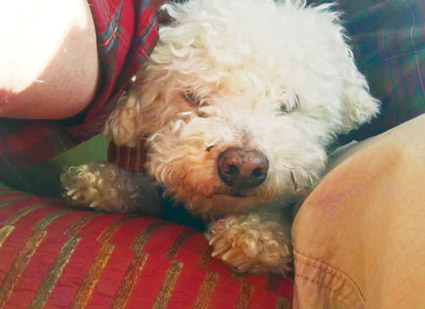 Confessions of a lifelong pet lover  Lucky-the-Wonder-Bichon.jpg