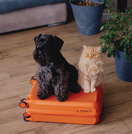 3 BIG Questions: Carlene Eve Fischer Hoffman PetTravel.jpg
