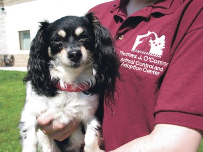 Area shelter: Pets also affected by June tornadoes tjo-tornado-dog.jpg