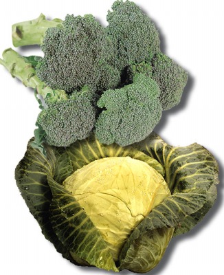 Cool weather crops are hot this fall for late bloomers broccoli-cabbage.jpg