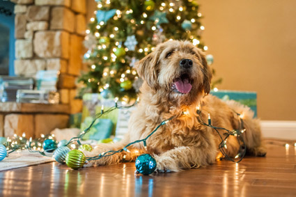 Protect your pets from holiday hazards pet-holiday-safety.jpg