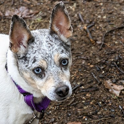 Pet of The Week Aspen.png