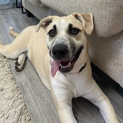 Pet of The Week Bella.png