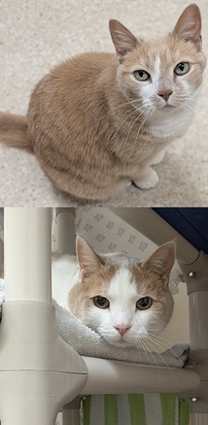 Pet of The Week Betty-and-Spike.png