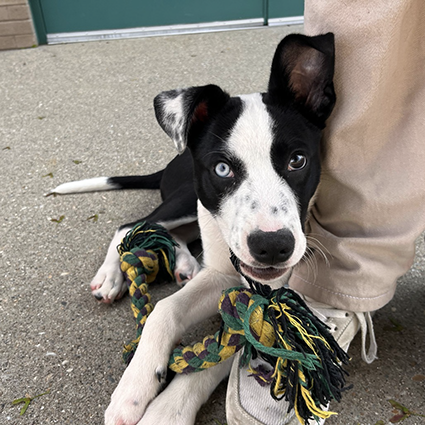 Pet of The Week Blue.png