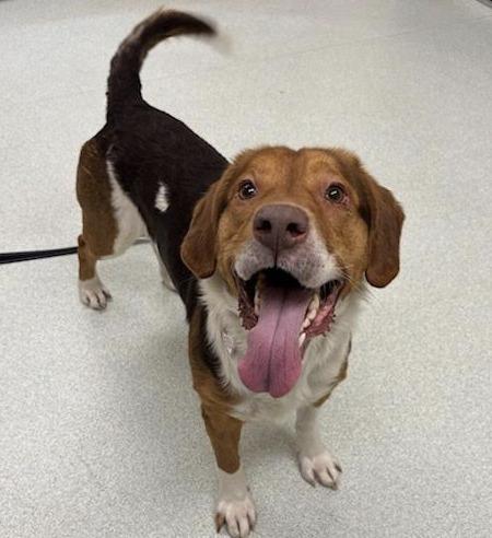 Pet of The Week Bruce-2.png