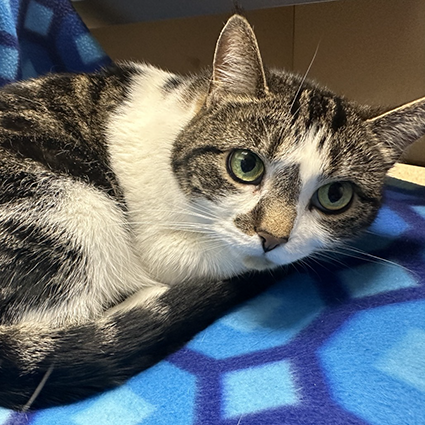 Pet of The Week Chancy.png