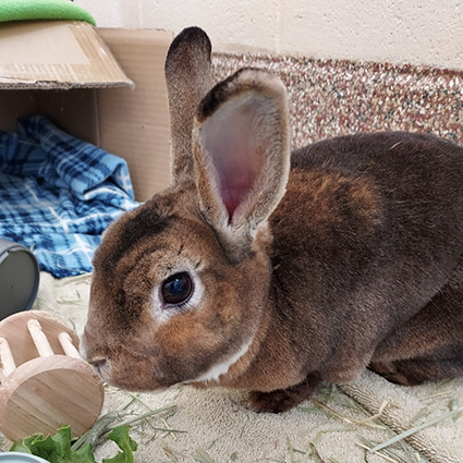 Pet of The Week Hazel.png