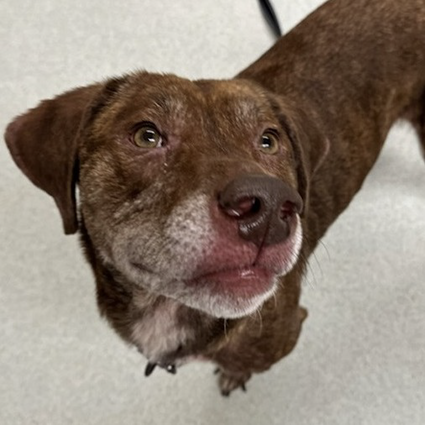 Pet of The Week Jax.png