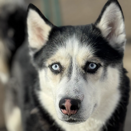 Pet of The Week Kobe.png