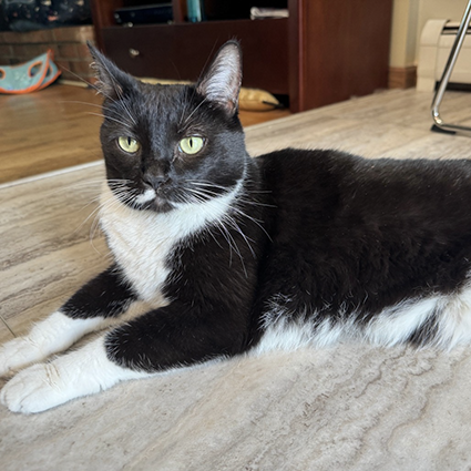 Pet of The Week LaLa.png
