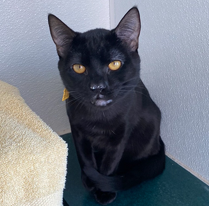 Pet of The Week Leo.jpg