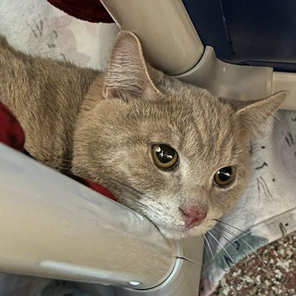 Pet of The Week Macho-JR.png