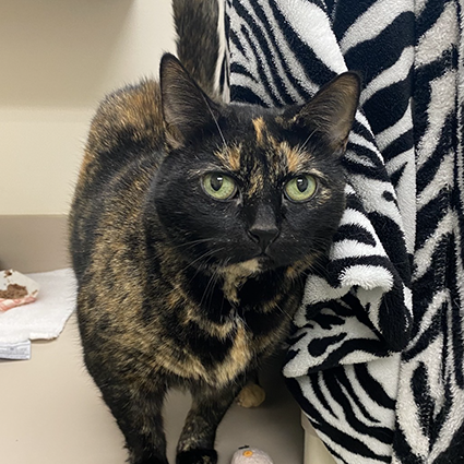 Pet of The Week Mackerel.png