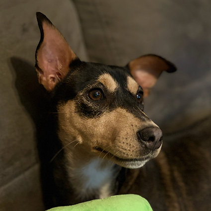 Pet of The Week Magdalena.png