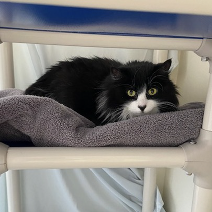 Pet of The Week Meeko.png