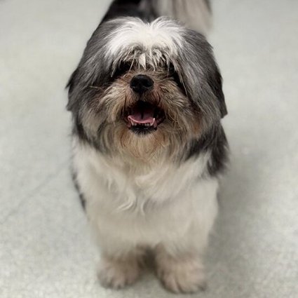 Pet of The Week Mia.png