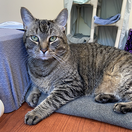 Pet of The Week Milo.png