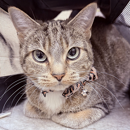 Pet of The Week Miss-Kitty.png