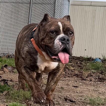 Pet of The Week Morty.jpg