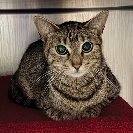 Pet of The Week MungBean_1.jpg