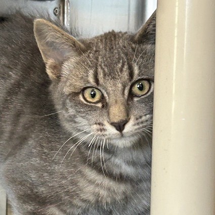 Pet of The Week Paka.jpg