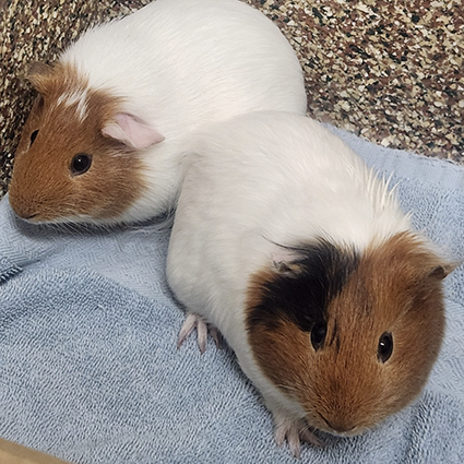 Pet of The Week Peppercorn--Celery-Salt.png