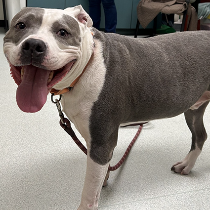 Pet of The Week Polo.png