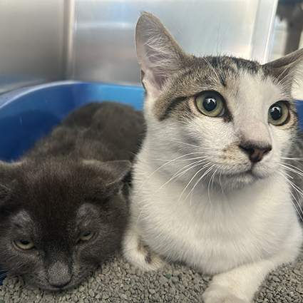 Pet of The Week Sam--Cucumber.png