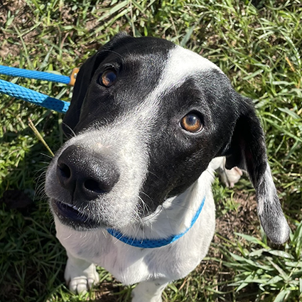 Pet of The Week Sarge.png