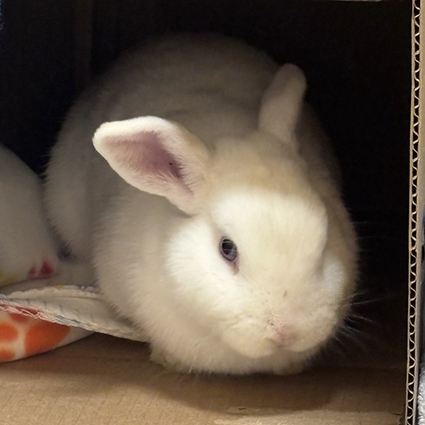 Pet of The Week Timmy-Turner.png