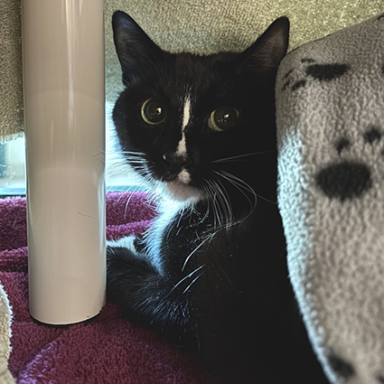 Pet of The Week Universe.png