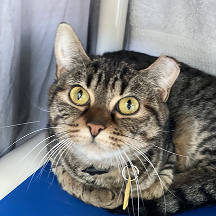 Pet of The Week Uno.png