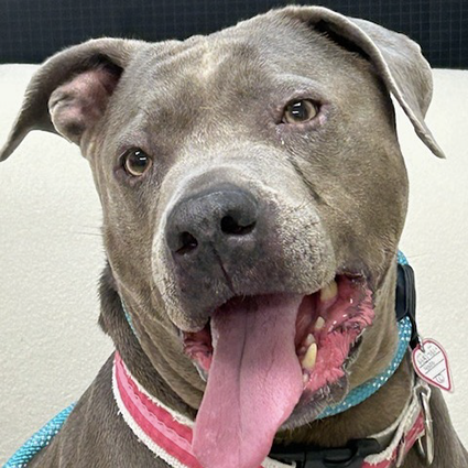 Pet of The Week Xena.png