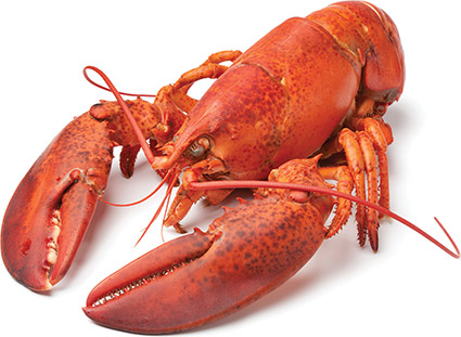 It’s Gout Season Lobster.jpg