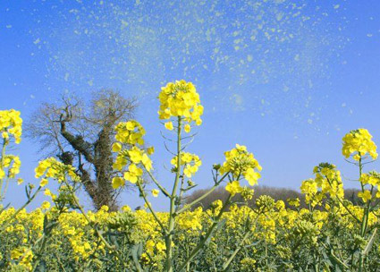 It’s sneezin’ season Pollen.jpg