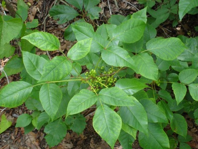 Summertime first aid Poison-Ivy.jpg