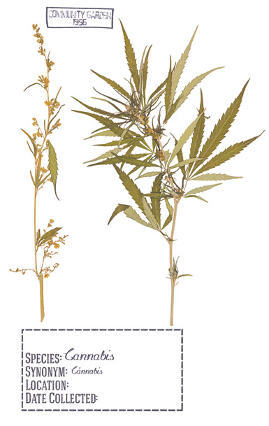 The case for hemp, or  ‘Reefer Madness’ revisited Cannabis-526570144.jpg