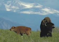 Big Game tvlbison-3rd-calf2.jpg