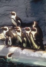 Mystic, Connecticut penguin-group.jpg