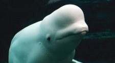 'Sea Everything' Mystic Pass Card --$250 value -- $52!