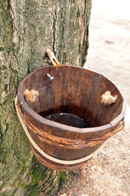 Sweet season! March is maple sugaring month storrowton-maple--old-spigot.jpg
